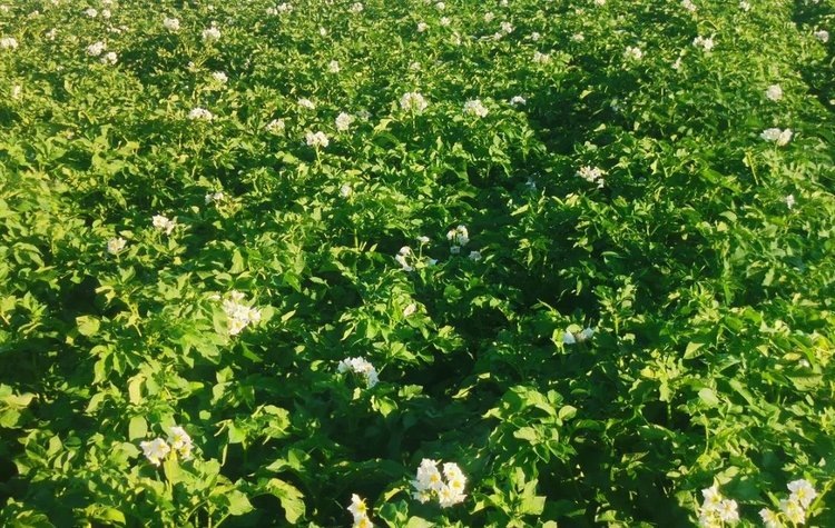    Как защитить картофель от ризоктониоза или черной парши