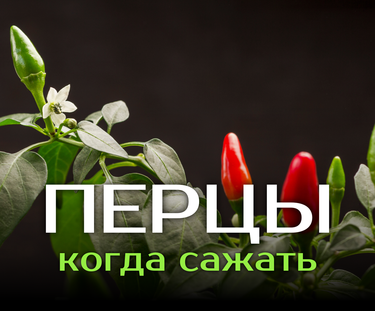 Сроки посева перцев на рассаду