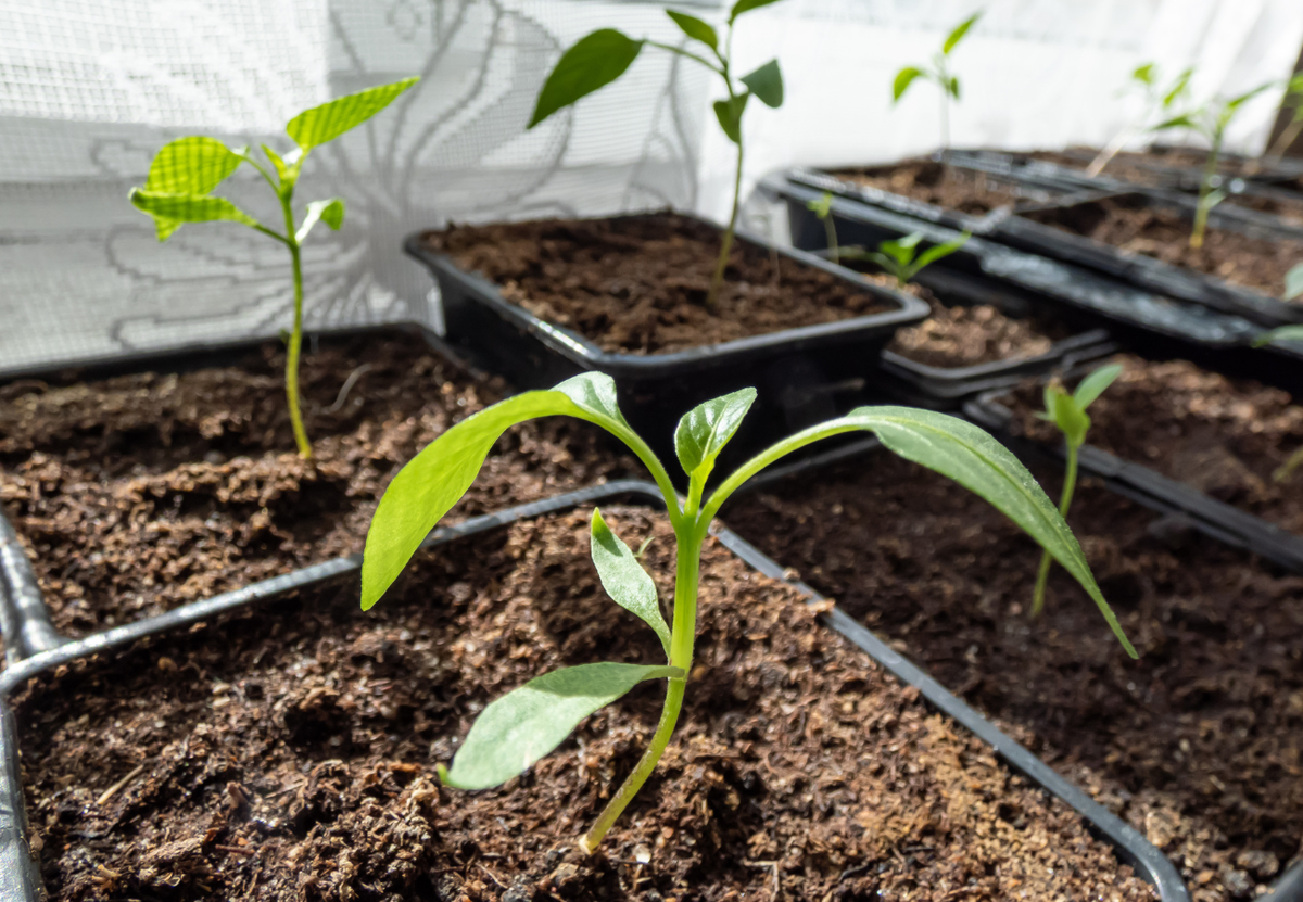 Когда и как пикеровать перцы