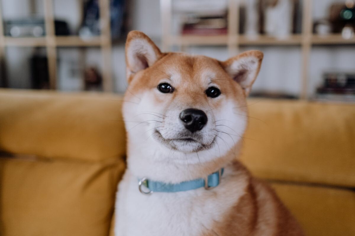 Собака а ошейнике 