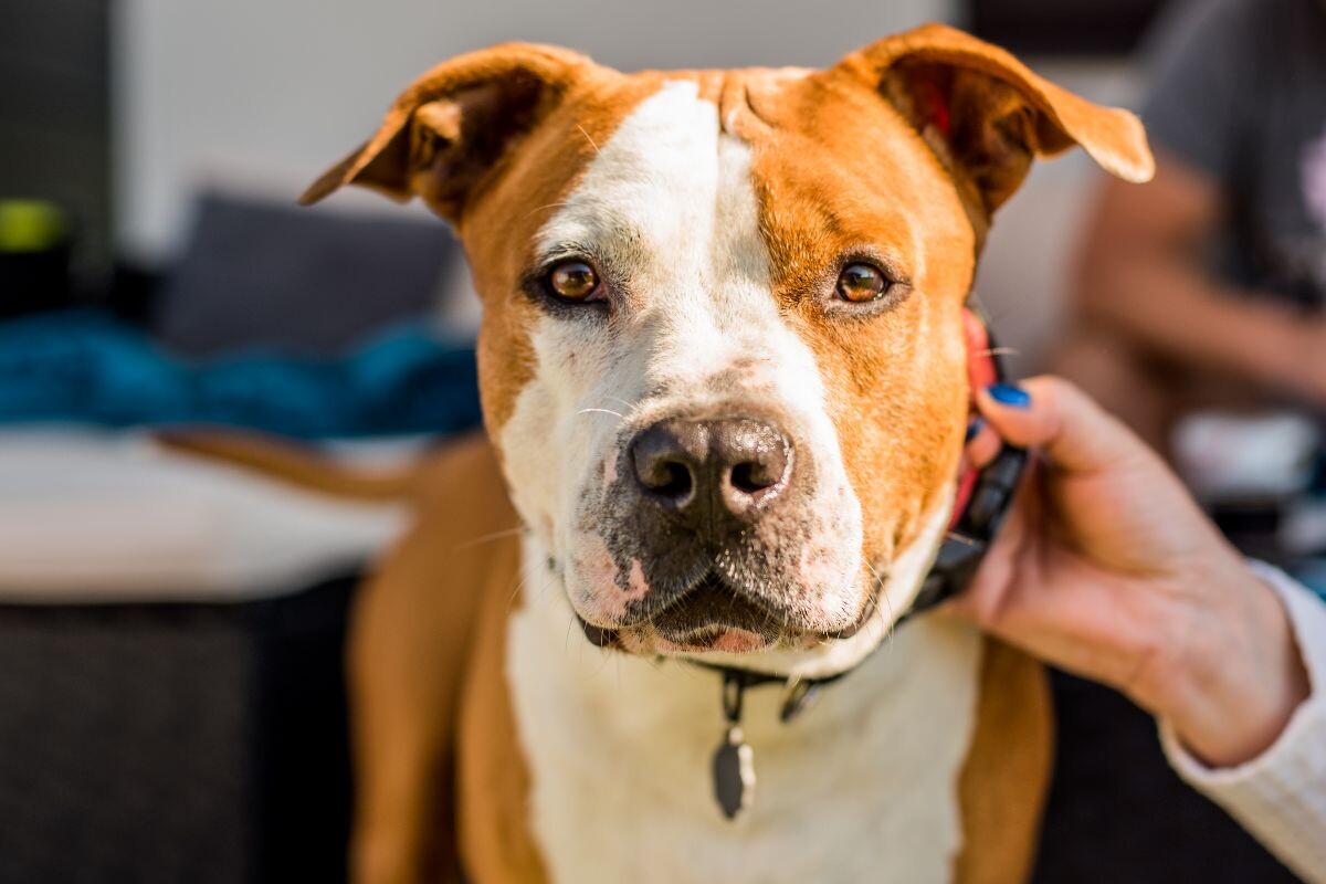 Почему нужно снимать ошейник дома 