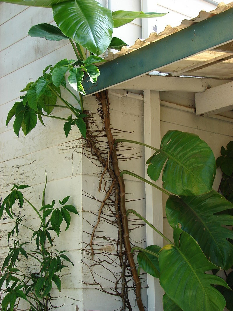 Потягушечки Epipremnum pinnatum