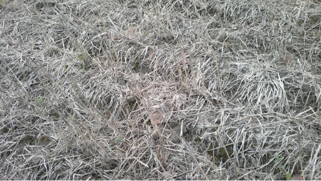 Мульча, покрывающая почву и уничтожаемая при вспашке