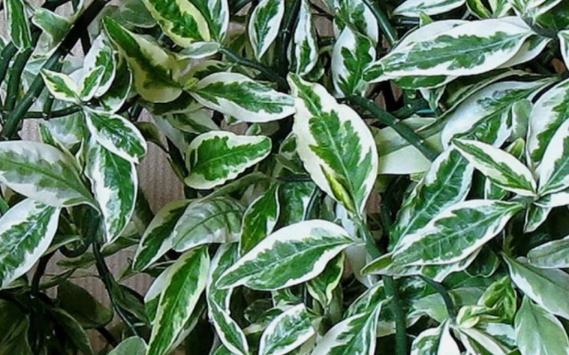 procvety-net.turbopages.org 