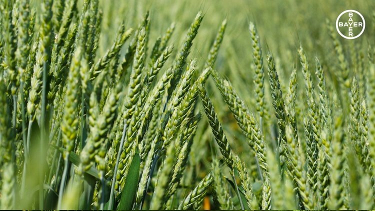    Решение актуальных проблем в борьбе с сорными растениями в посевах яровой и озимой пшеницы