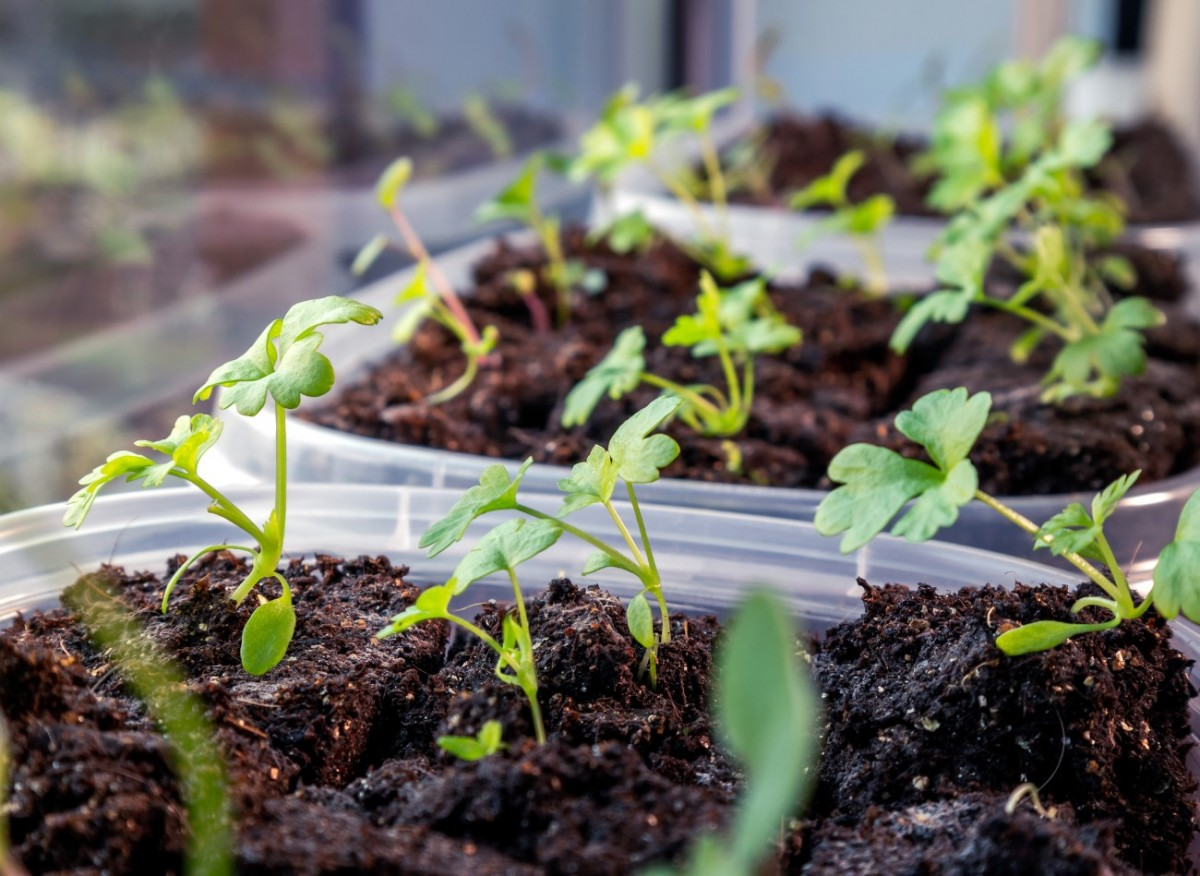 Посев сельдерея на рассаду чаще всего проводят в феврале или начале марта