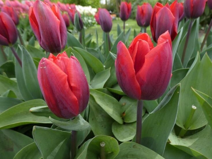 Кулер Кардинал