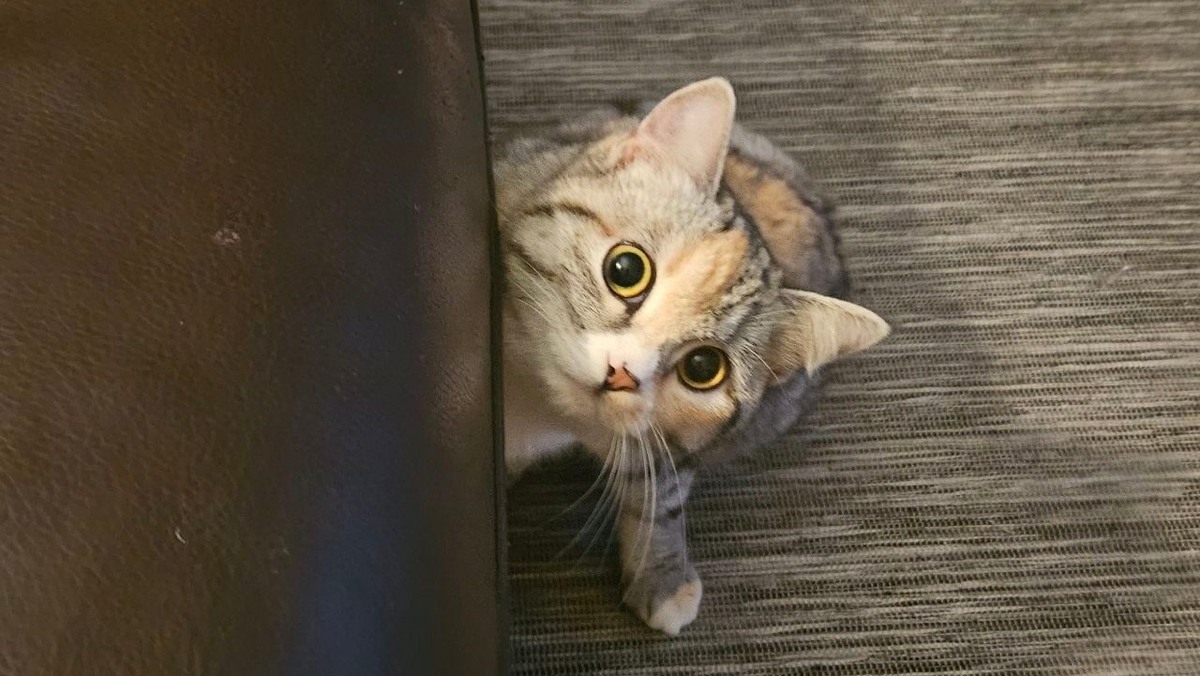    Любопытная Матрёна. Фото: сообщество «КиттиКеа — Центр помощи кошкам | Новосибирск» в VK