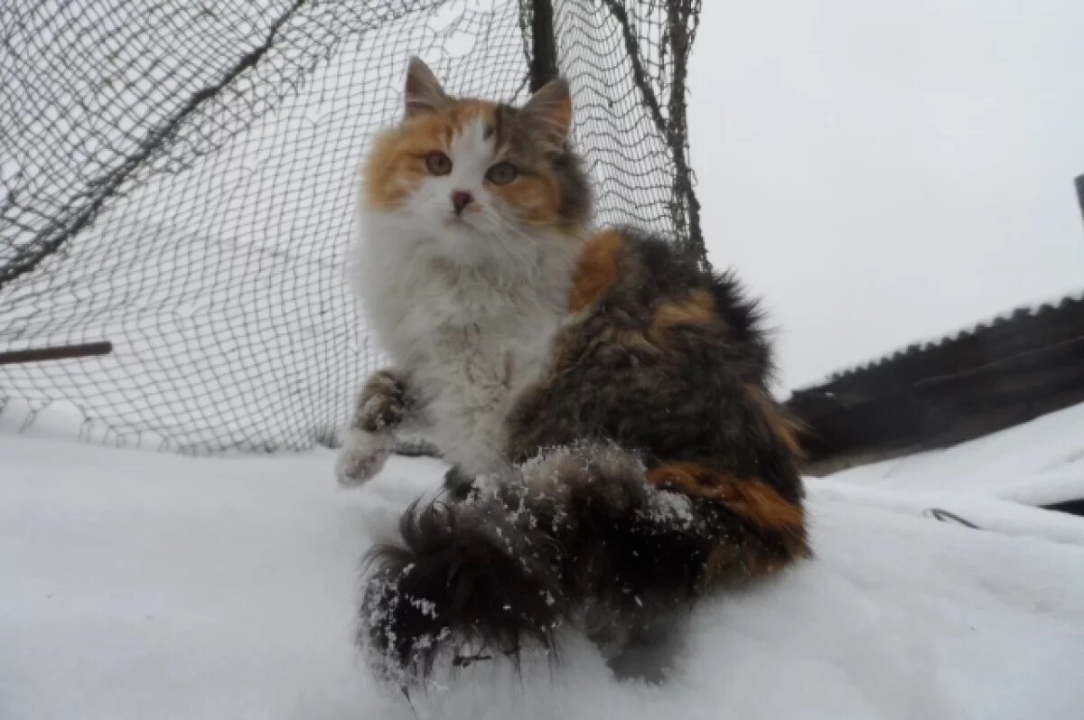    Ночное похолодание до –17 градусов ожидается в Воронежской области