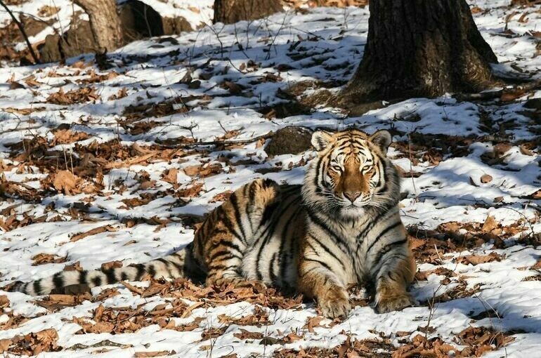   Виталий Аньков / РИА Новости