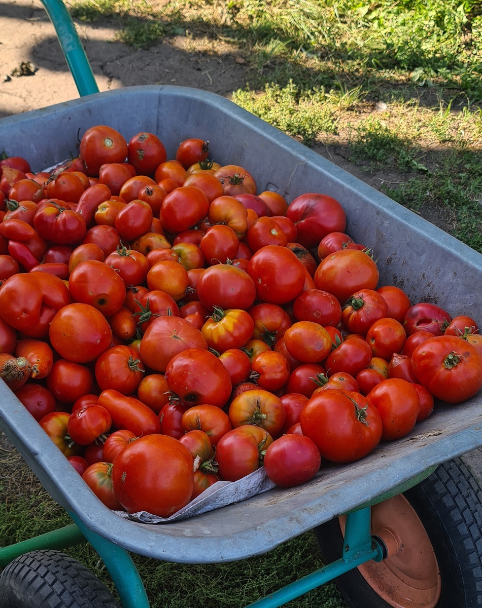 Ассорти моих помидорчиков! Большинство помидорчиков в тележке оригонские