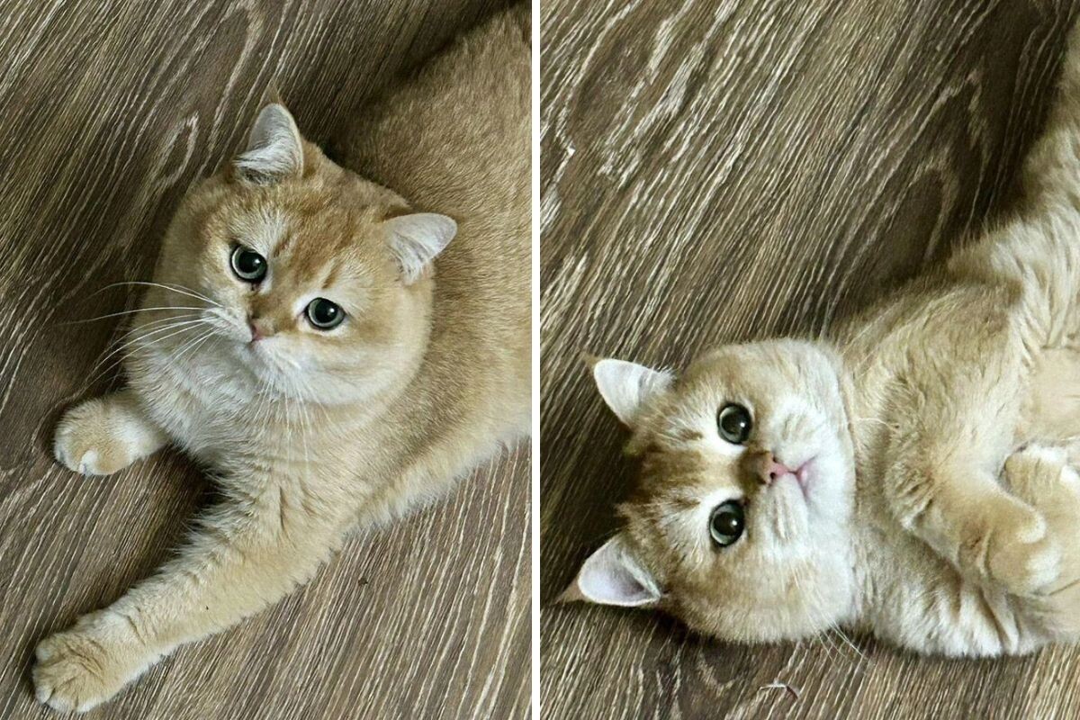 Фото котика Авито