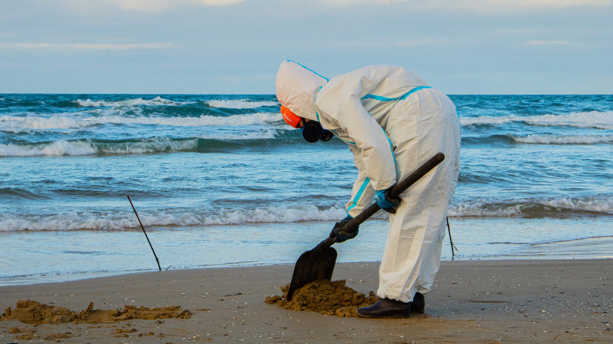    Волонтёры и специалисты регулярно осматривают берег Чёрного моря. Фото: штаб #МЫВМЕСТЕ