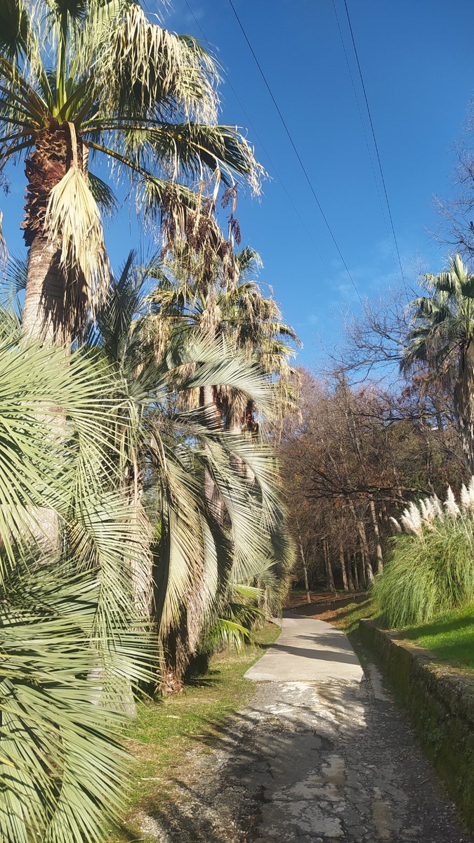 Дендрарий Сочи зимой