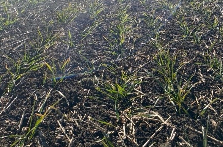    Озимая пшеница и азот: чек-лист по подкормке от экспертов