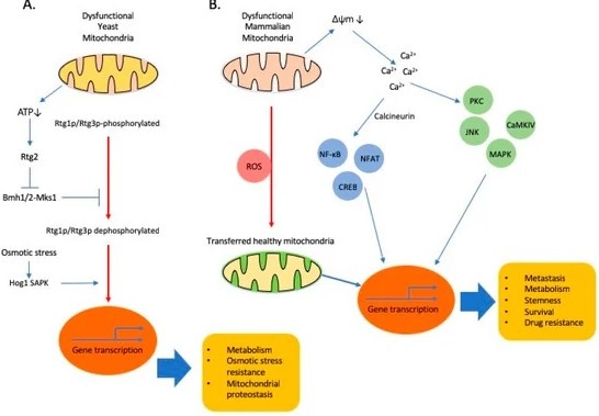 Retrograde signalling and cellular adaptations