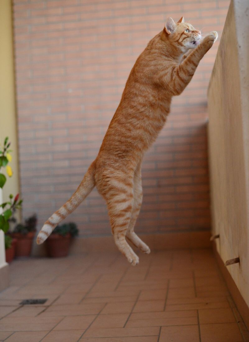 Почему кошка перестала прыгать на высоту