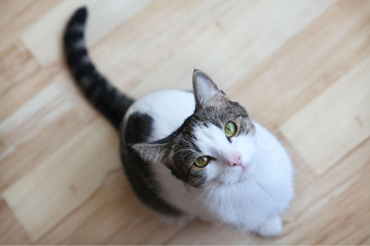 Почему кошка не прыгает