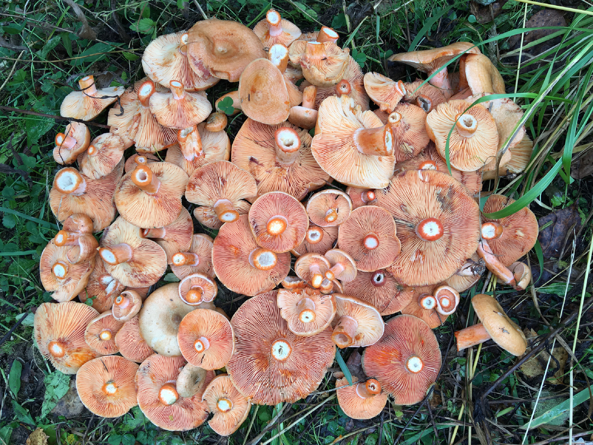 Еловый рыжик лидер непотребной червивости….Тут слой осенью в холод….Летом крайне важно поймать на взлёте рыжик….В лучшем случае 2-3 дня и дальше всё в утиль