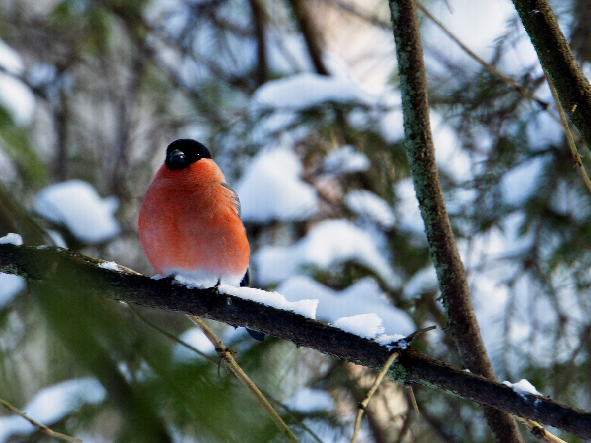 Встретила в Павловске снегиря, но не в тот день. Так что, не считается))