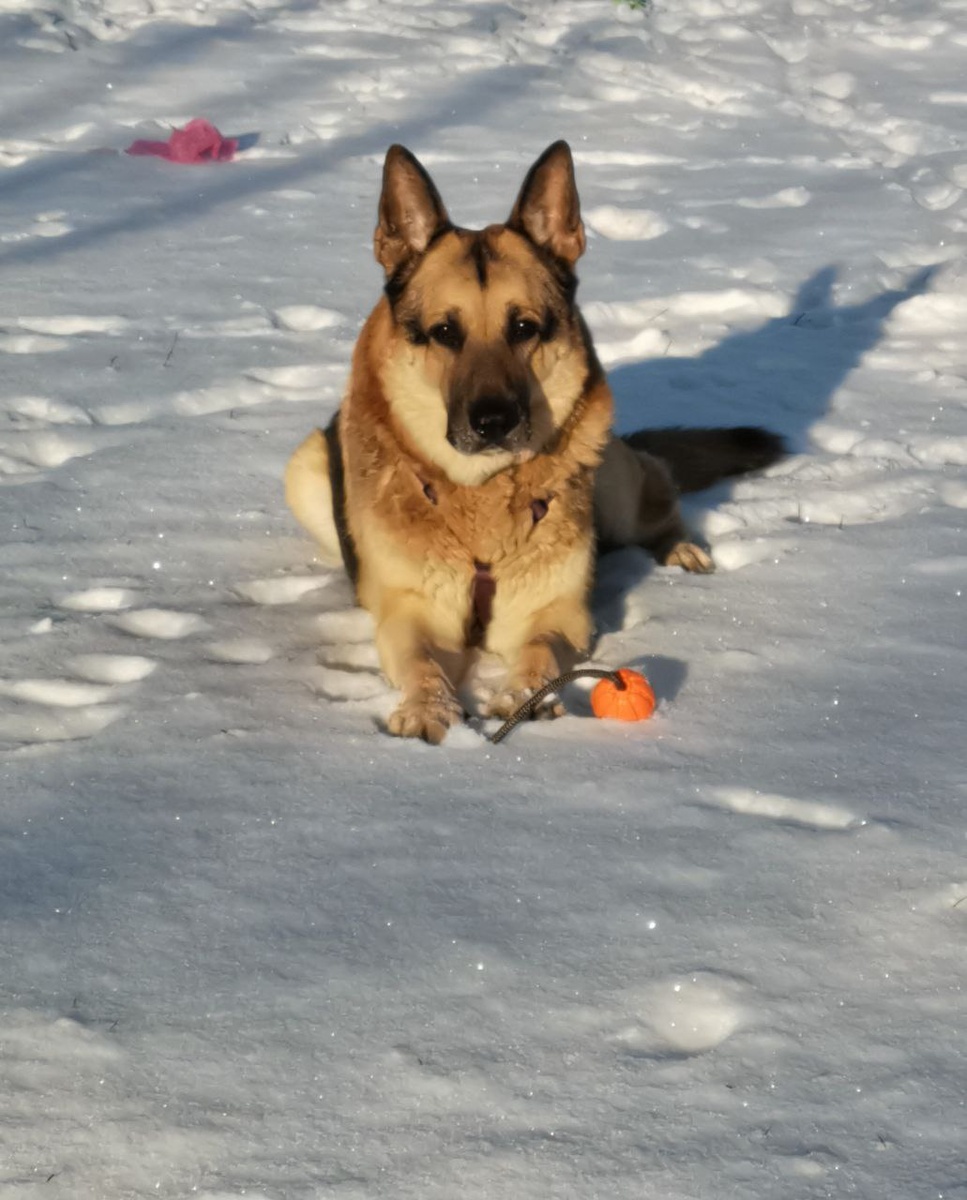  Моя собака - любитель поваляться в снегу, и снег уже давно его не перевозбуждает
