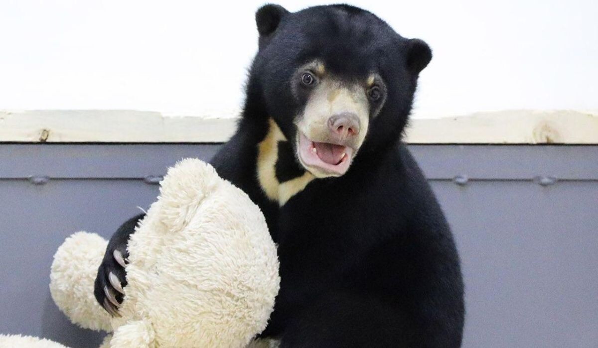     Малайский медведь. Источник: mos.ru Автор фото: Пресс-служба Мэра и Правительства Москвы