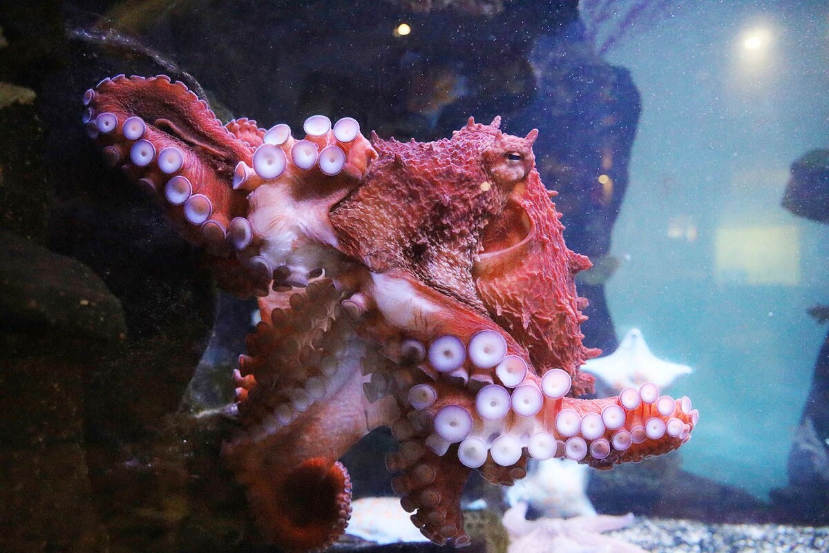    Московский зоопарк возглавил мировой рейтинг по числу представленных видов