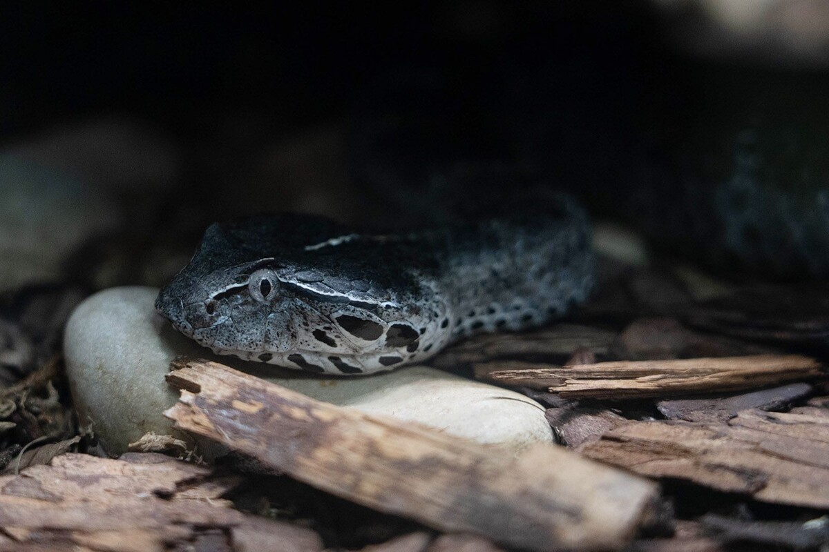    Московский зоопарк возглавил мировой рейтинг по числу представленных видов