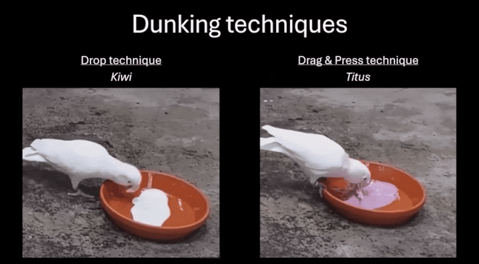   Jerked Zewald, Alice Auersperg / Current Biology, 2025