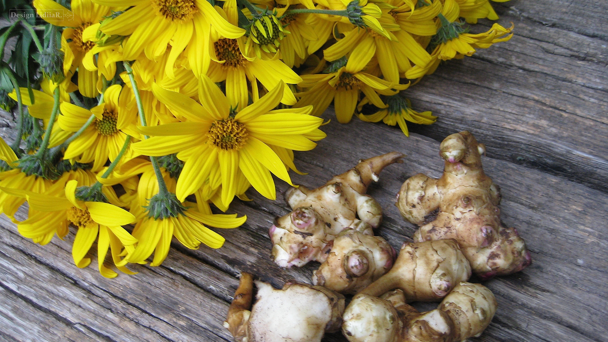 Топинамбур