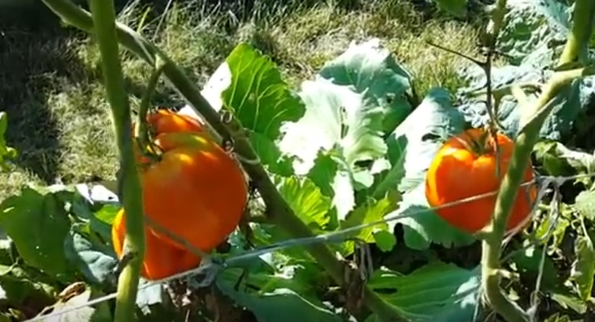 Томт Ьиг Бой