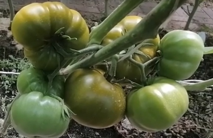 Томат Буржуй F1