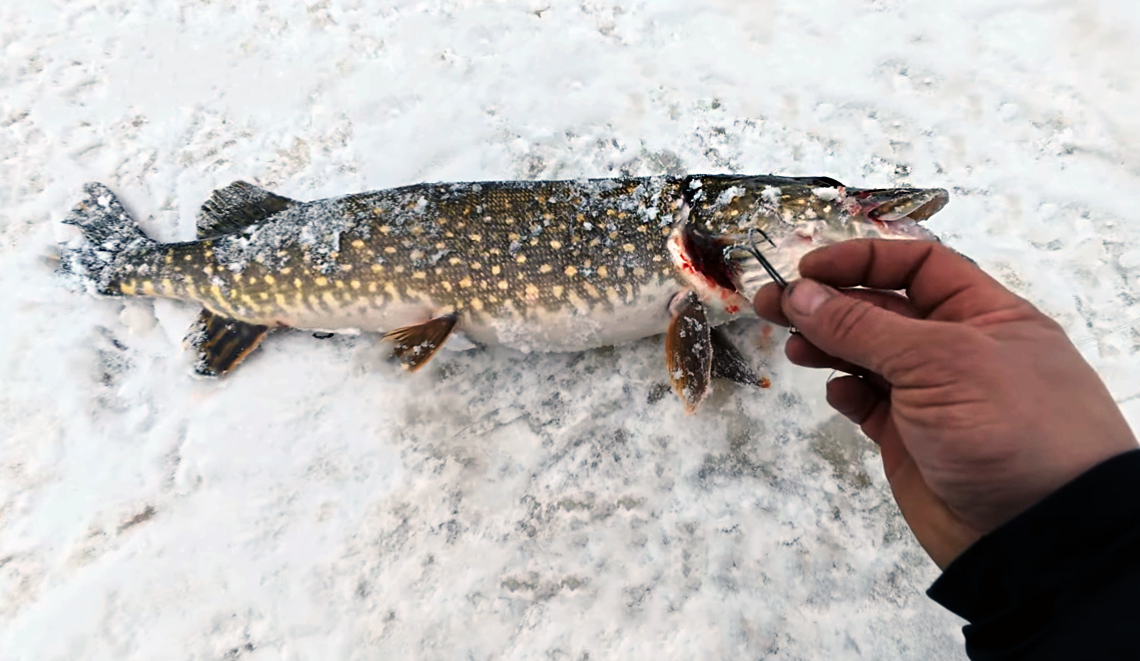 Недавно я был на рыбалке и мне удалось поймать на жерлицы крупную щучку набитую икрой.