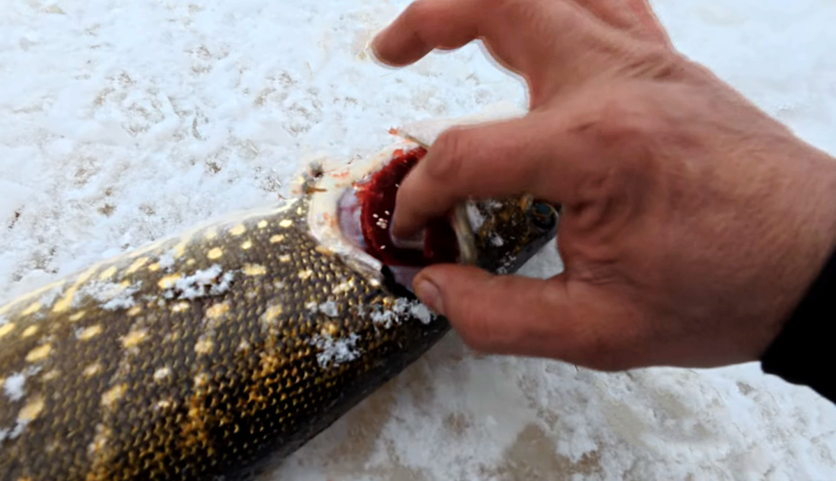 Я сразу же насторожился и стал рассматривать хищника более детально.