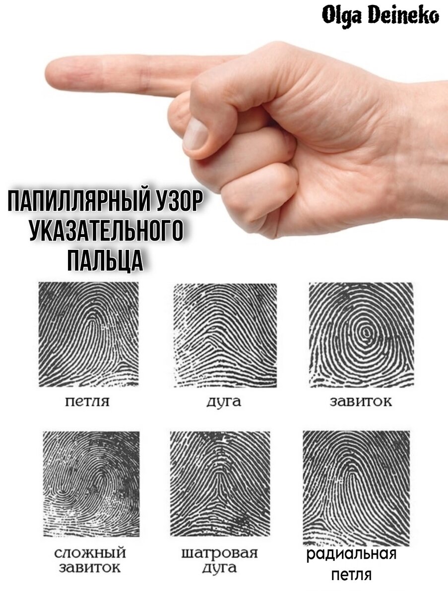 Виды папиллярного узора на указательном пальце.