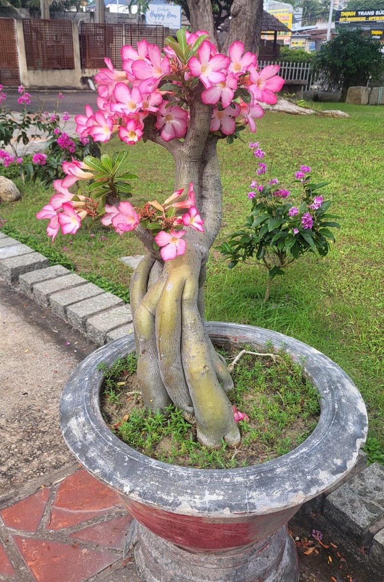 Адениум Обесум в Тайланде. Фото из личного архива.