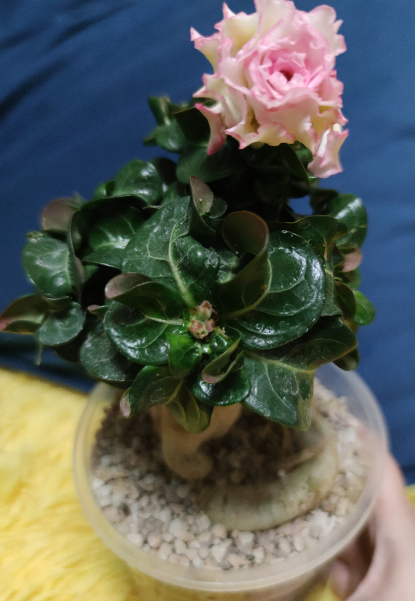 Адениум Dorset Horn Multipetal карликовая форма адениума, охотно цветет и зимой, при наличии дополнительного освещения и комфортной температуры. Фото из личного архива.