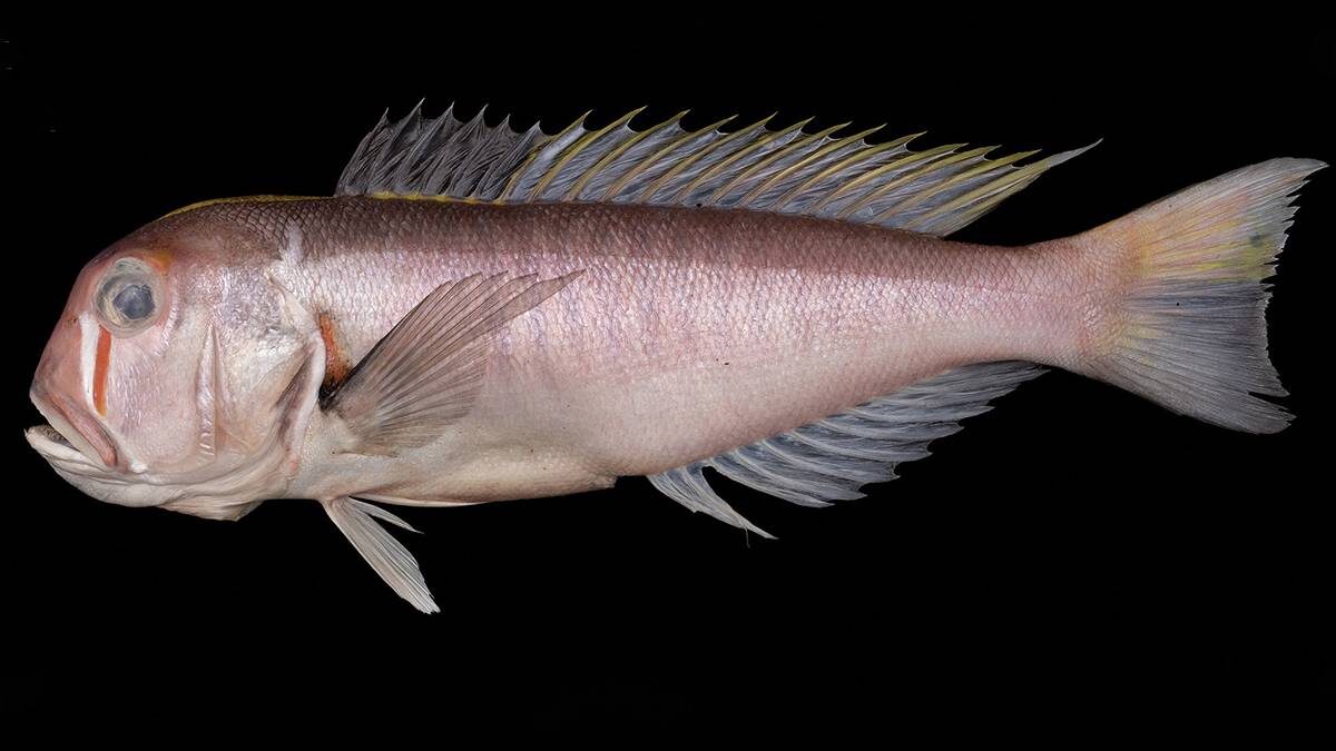    Фото: Haochen Huang, Jingxuan Chen, Zhixin Ke & Chi Zhang / CC BY 4.0