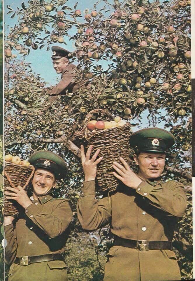 Витамины!
