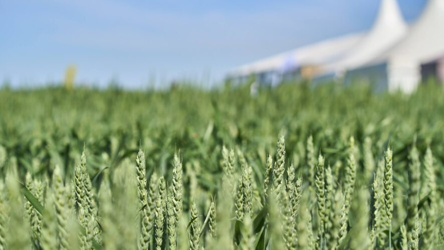    Фото: KazanFirst