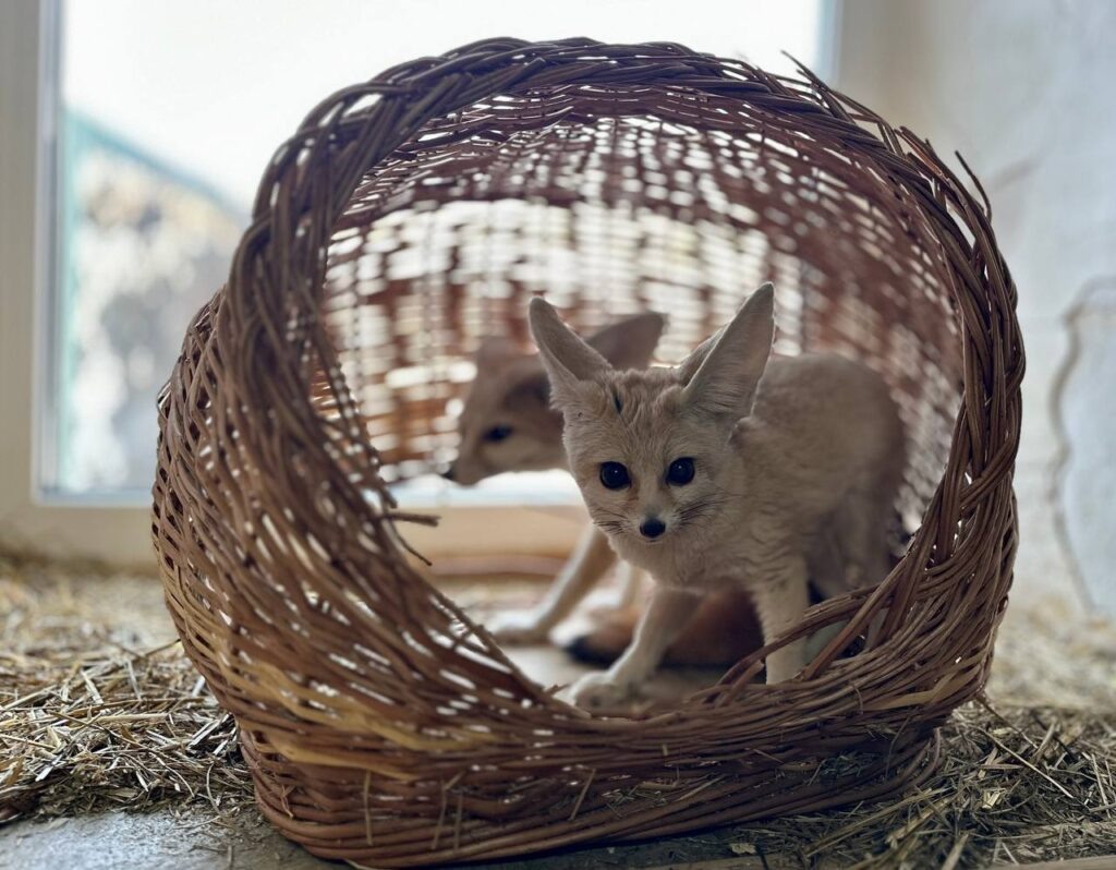    Фото: Пермский зоопарк Алена Калашникова