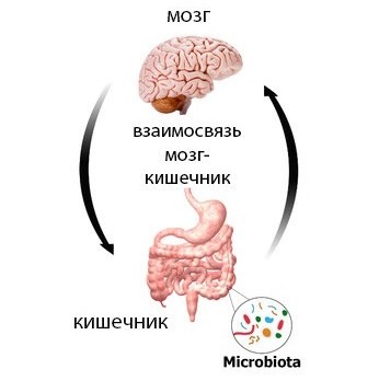 Ось: кишечник - мозг 