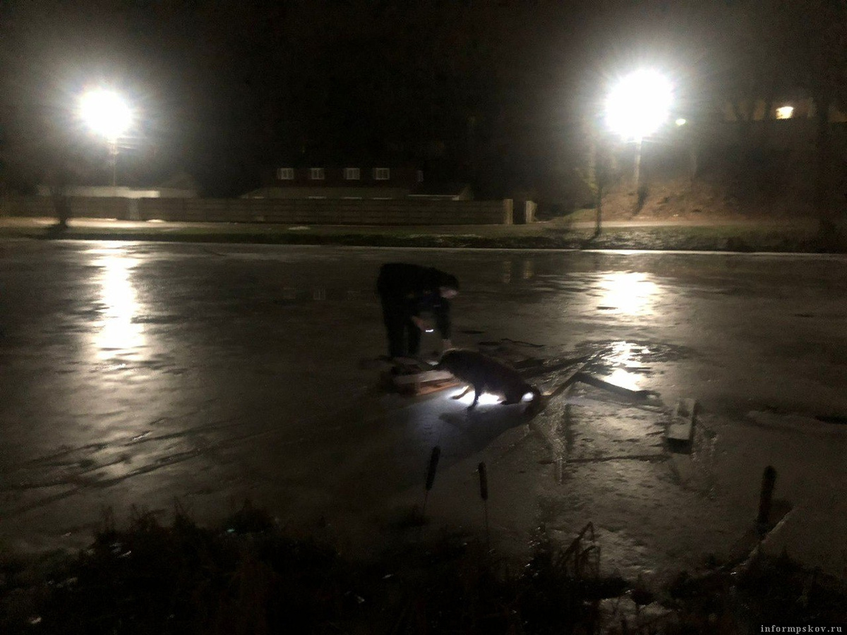 Полицейский спас собаку из полыньи в Пушкинских Горах. Фото здесь и далее: пресс-служба УМВД России по Псковской области