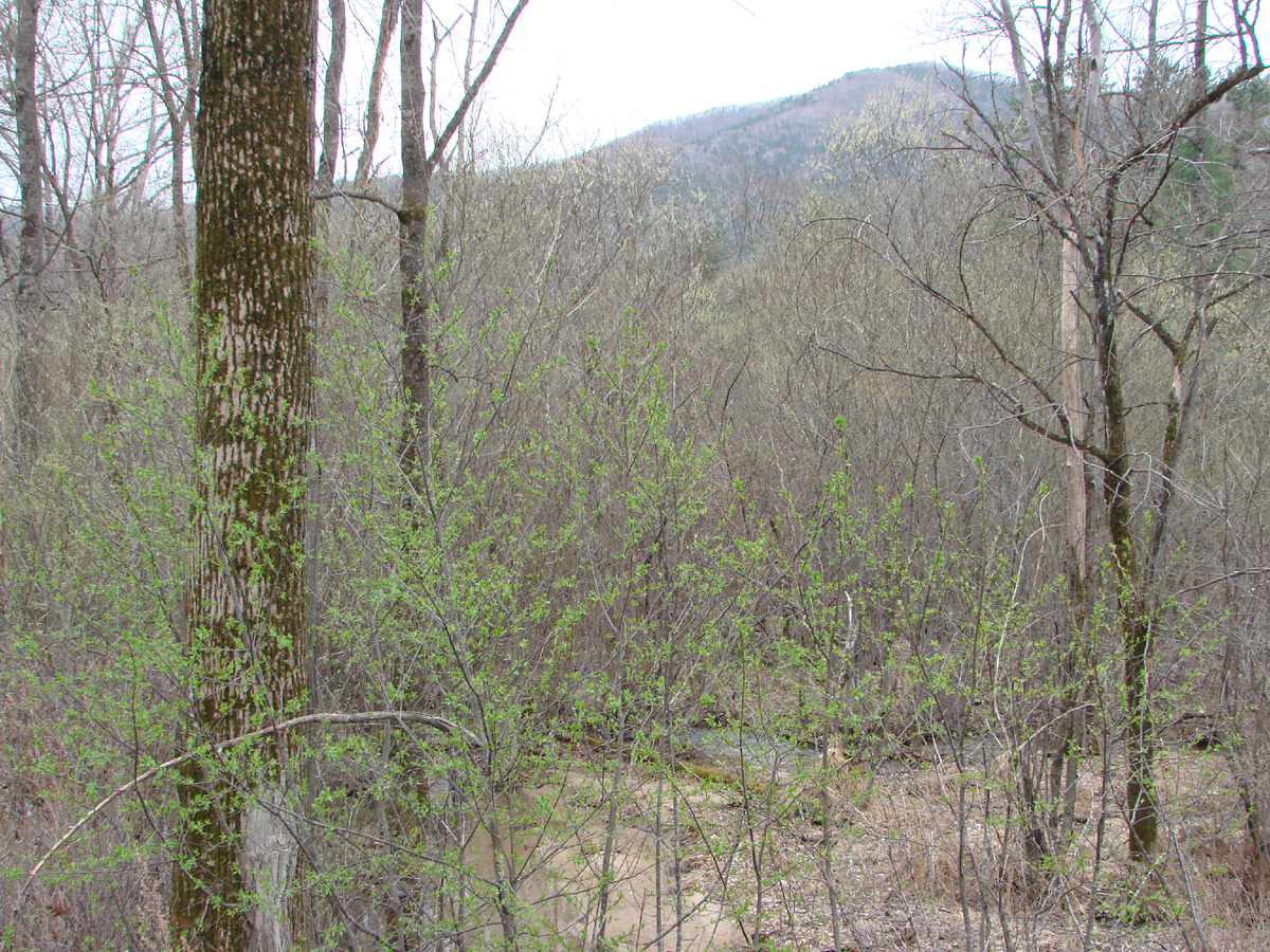 Тайга. Река Вангоу. Верховья. Лазовский район. Приморье.