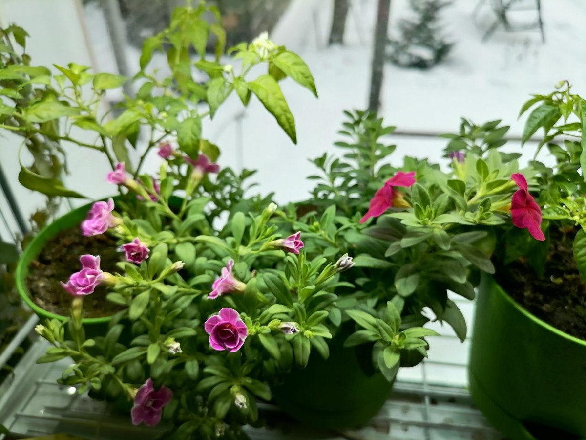 Из горшка с розовой махровой торчит красная простая, я ее туда не сажала, фото автора