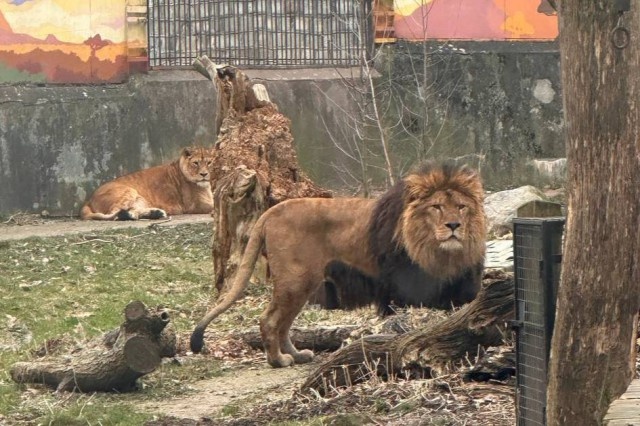   Фото: Калининградский зоопарк
