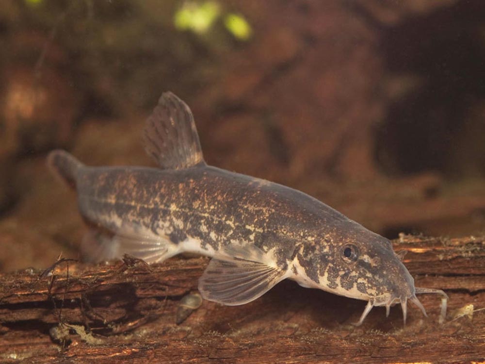 Фото с просторов интернета