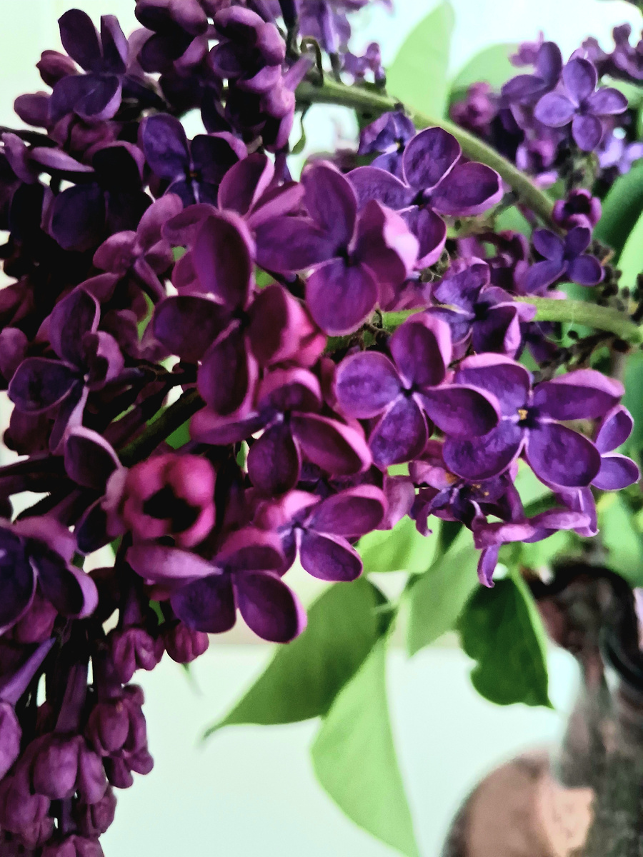 Любимая сирень. Фотография из личного архива автора 