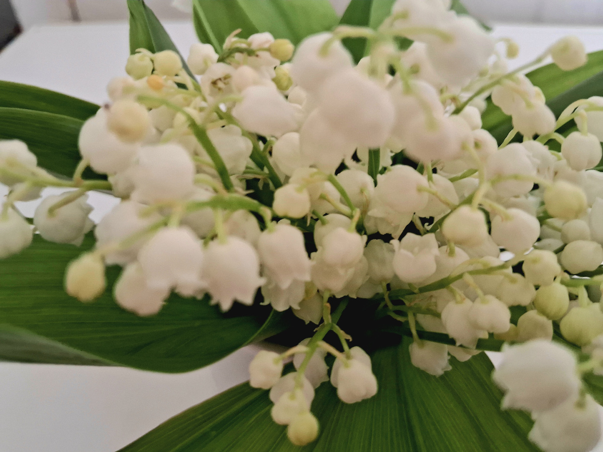 Нежные ландыши. Фотография из личного архива автора 