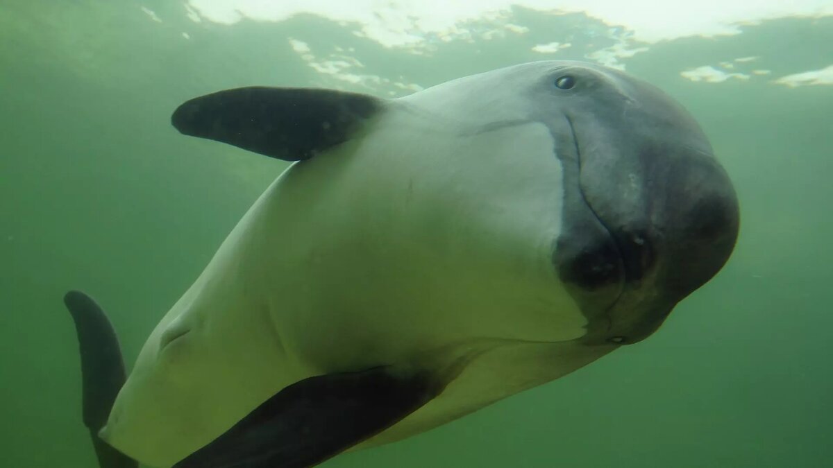     Автор: Wikipedia.org